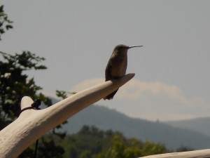 Picture 27
