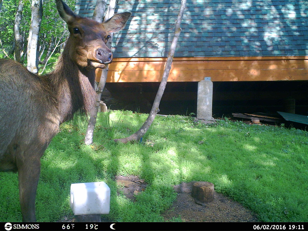 Photos By Trail Camera