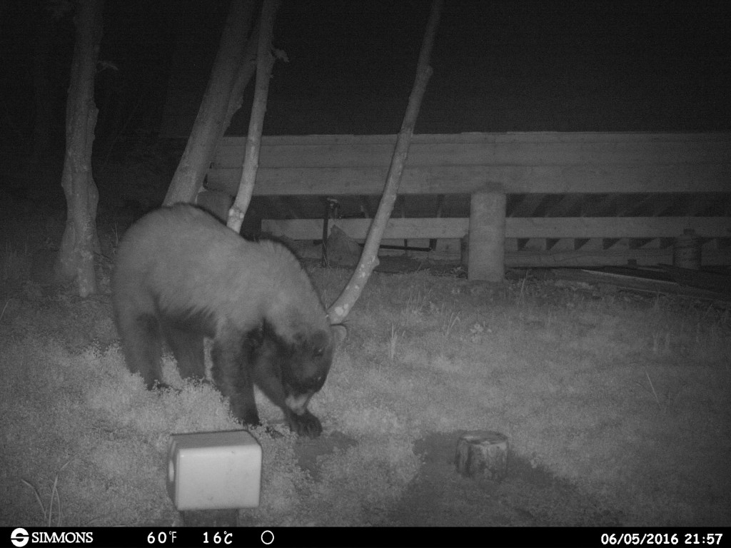 Photos By Trail Camera