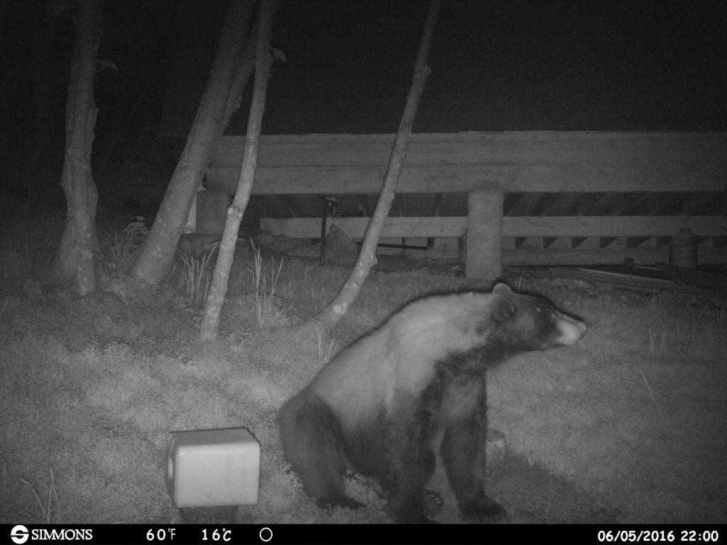 Photos By Trail Camera