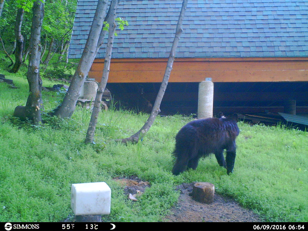 Photos By Trail Camera