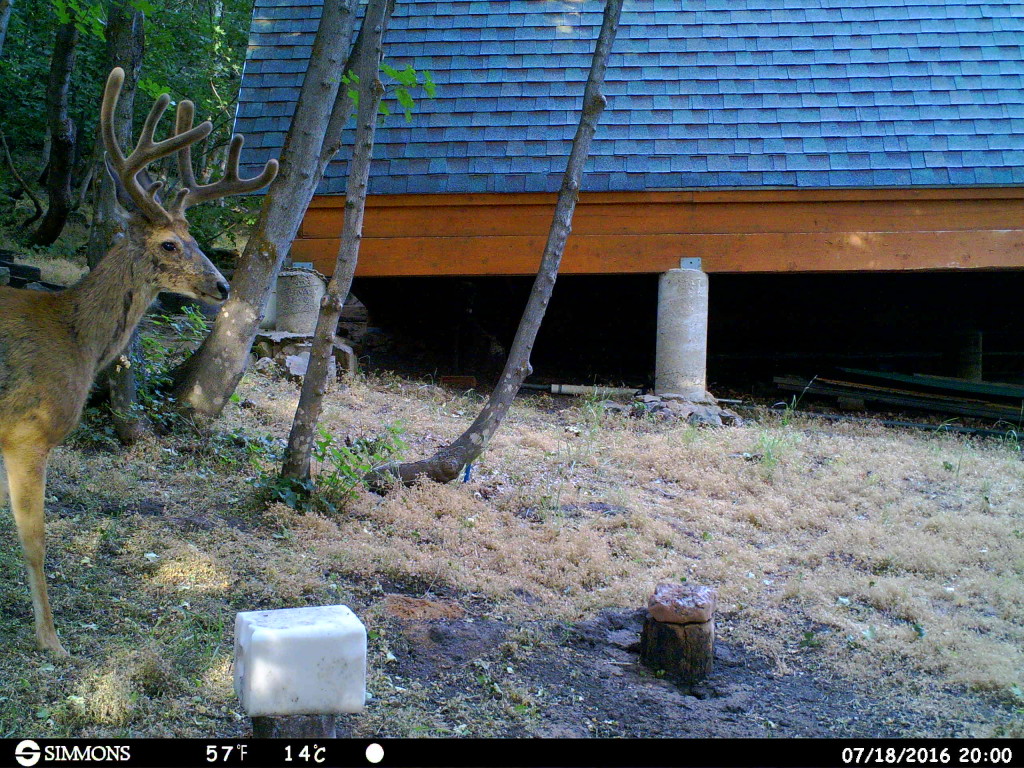 Photos By Trail Camera