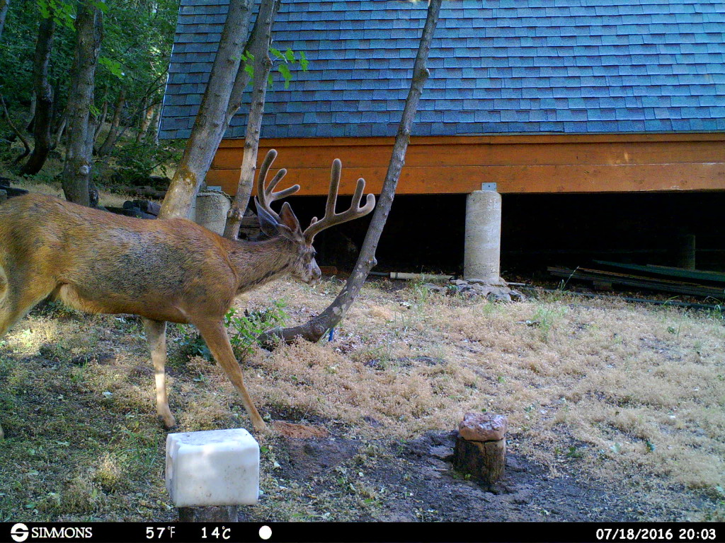Photos By Trail Camera