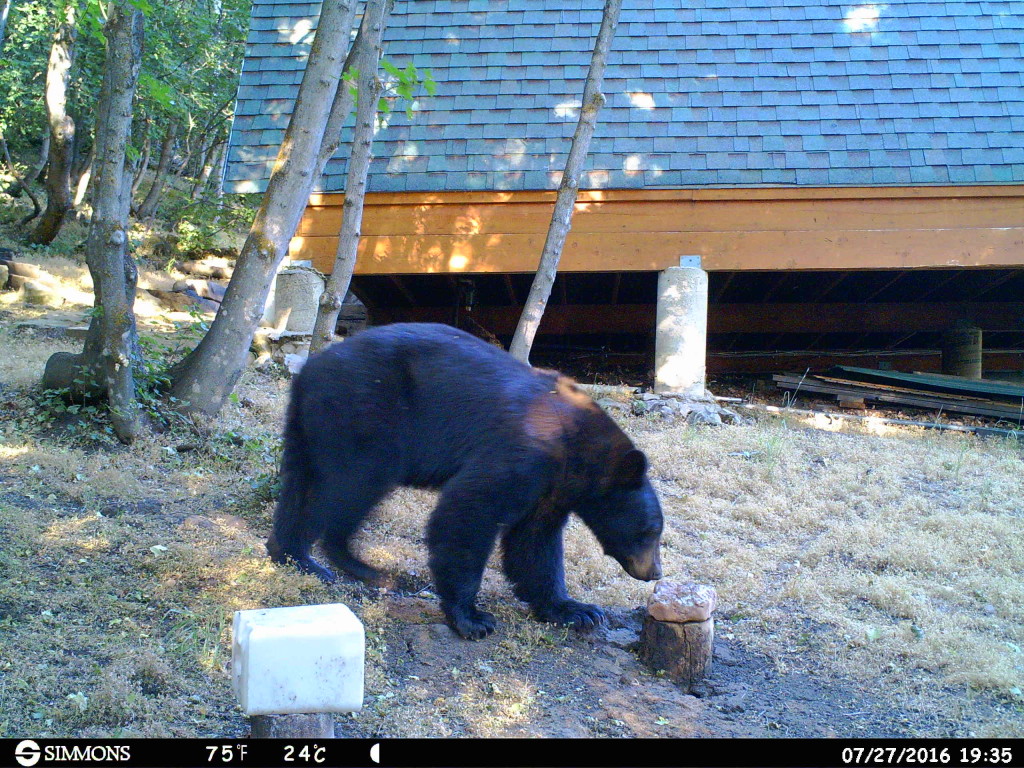 Photos By Trail Camera
